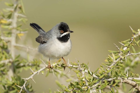 Rüppell's Warbler (Sylvia ruppeli) male, Cyprus