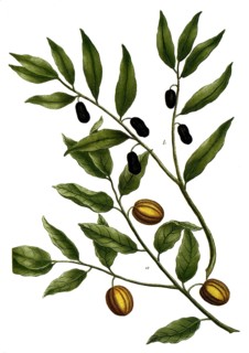 Botany, plants, a. myrobalani citrinae, b. myrobalani indicae