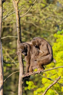 Two Drills (Mandrillus leucophaeus) mating high up in a tree. A green forest can be seen in the