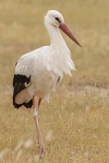 White Stork (Ciconia ciconia), Northern Cape, South Africa