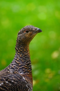 Western capercaillie (Tetrao urogallus), female, Bavarian Forest National Park, Bavaria, Germany