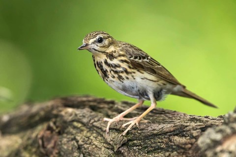Tree Pipit (Anthus trivialis), Subotica, Serbia