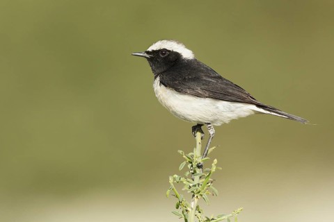 Cyprus Wheatear (Oenanthe cypriaca) male, Cyprus
