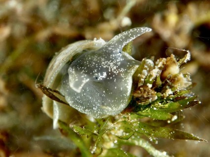 Egg-shaped mud snail (Radix balthica) crawls over algae in clear water. Dive site Pumpwerk
