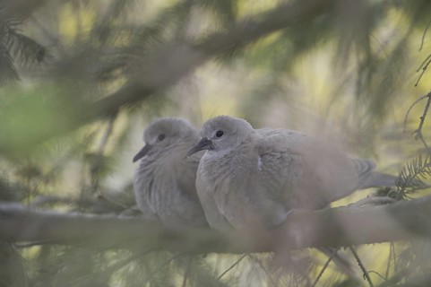 Eurasian Collared Dove (Streptopelia decaocto) juvenile, Saxony, Germany