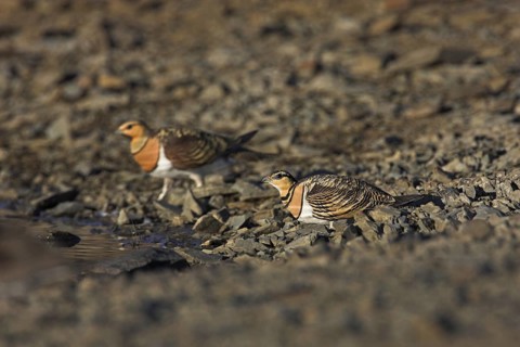 Pin-tailed Sandgrouse (Pterocles alchata), Extremadura, Spain