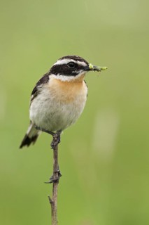 Whinchat (Saxicola rubetra) male, Nizhegorodskaya, Russia