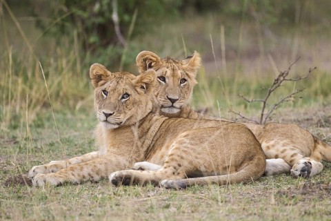 African Lion (Panthera leo) two cubs lying close together, Masai Mara, Kenya