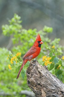 Northern Cardinal Cardinalis cardinalis Rio Grande City, Starr County, Texas, United States 26