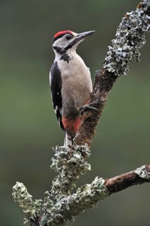 Great Spotted Woodpecker (Dendrocopos major), Greater Spotted Woodpecker juvenile perched on branch