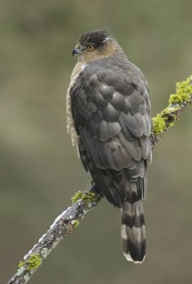 Cooper's Hawk (Accipiter cooperii), Canada