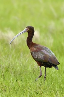 White-faced Ibis (Plegadis chihi), Texas, USA
