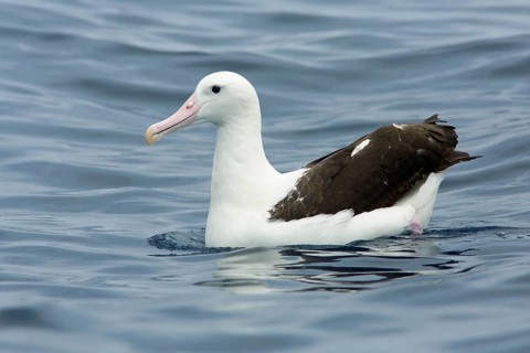 Northern Royal Albatross (Diomedea sanfordi), Victoria, Australia