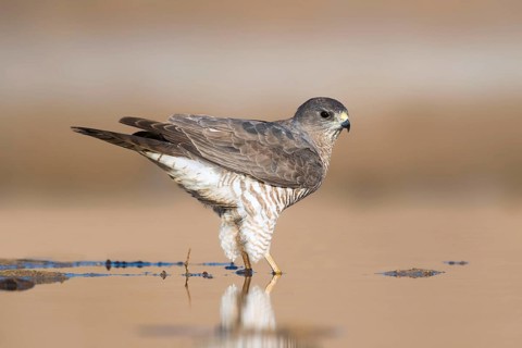 Levant Sparrowhawk (Accipiter brevipes) female, Eilat, Israel