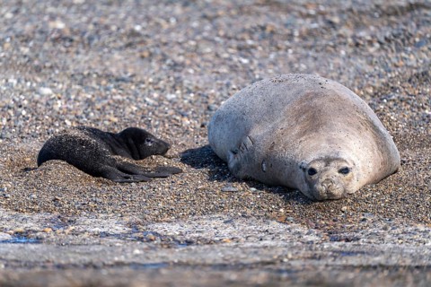 Southern elephant seal (Mirounga leonina), female with young on a pebble beach, Península Valdés,