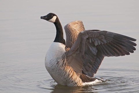 Canada Goose (Branta canadensis), Wales, United Kingdom
