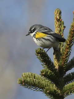 Myrtle Warbler (Setophaga coronata coronata), Saskatchewan, Canada