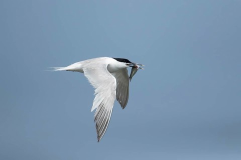 Sandwich tern (Thalasseus sandvicensis) adult bird in flight with a fish in its beak in summer,
