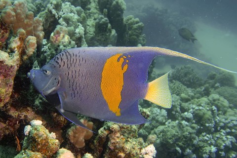 Arabian angelfish (Pomacanthus maculosus)