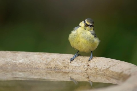 Blue tit (Cyanistes caeruleus) adult garden bird on a bird bath in summer, Suffolk, England, United