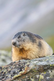 Alpine marmot (Marmota marmota) in autumn, Grossglockner, High Tauern National Park, Austria