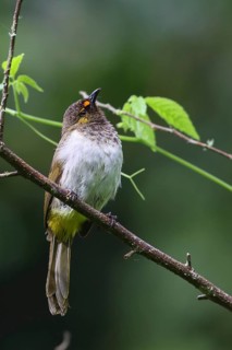 Orange-spotted Bulbul (Pycnonotus bimaculatus) male, Java, Indonesia