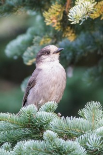 Gray Jay (Perisoreus canadensis) perched on a branch in British Columbia, Canada