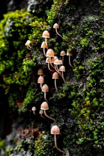 A cluster of delicate Mycena mushrooms sprouting gracefully from a rich on a forest, showcasing