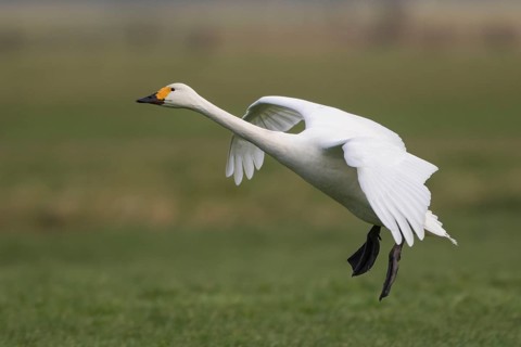 Tundra Swan (Cygnus columbianus bewickii) flying, Netherlands