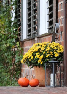 Chrysanthemum (Chrysanthemum 'Bienchen'),  Germany