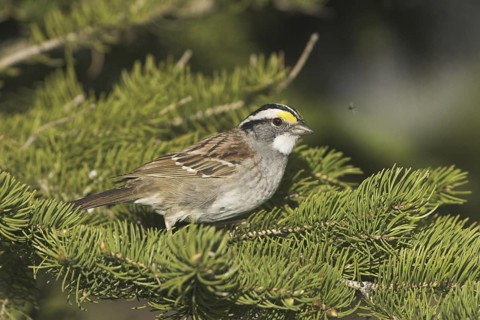 White-throated Sparrow (Zonotrichia albicollis), Ontario, Canada
