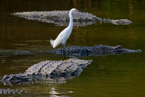 A heron stands calmly on a crocodile in the water and observes its surroundings, Great Egret