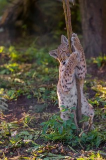 One young Eurasian lynx, (Lynx lynx), plays with a young tree at a forest edge