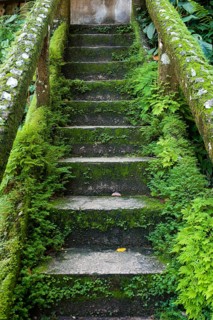 Overgrown mossy, dilapidated staircase, path, steps, Paronella Park, Innisfail, Queensland,