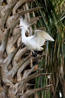 Great Egret (Egretta thula), adult, in breeding plumage, during breeding season, perch, St.