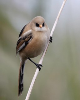 Bearded Reedling (Panurus biarmicus) juvenile, Mecklenburg-Western, Pomerania, Germany
