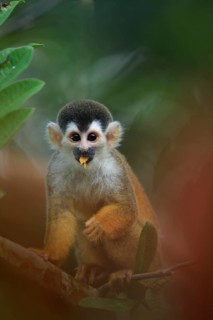 Black-capped squirrel monkey