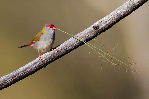 Red-browed Finch (Neochmia temporalis) male mating, Australian Capital Territory, Australia
