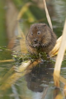 Water vole (Arvicola amphibius) adult rodent animal feeding on pond weed in a reedbed in summer,