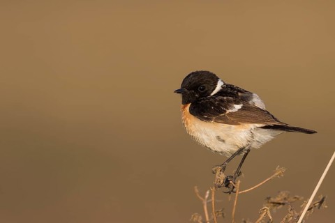 Siberian Stonechat - Pallasschwarzkehlchen - Saxicola maurus, Russia (Ural), adult male