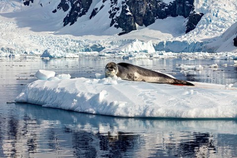 Seal resting on a floating iceberg in a cold, snowy mountain landscape, seal stretching out on a