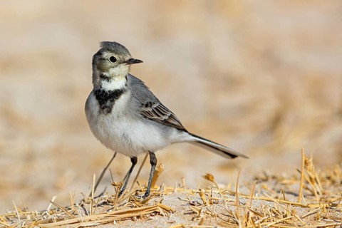 White wagtail, (Motacilla alba), songbird, Muntasar oasis, Salalah, Dhofar, Oman
