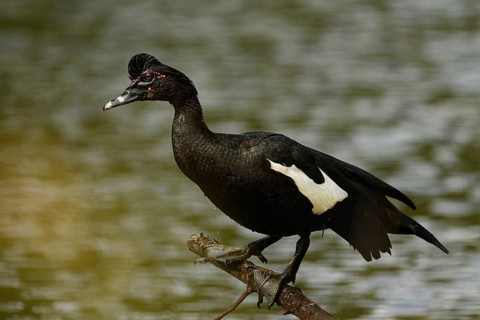 Adulte männliche Moschusente (Cairina moschata)