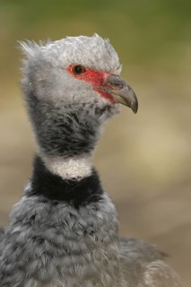 Southern Screamer (Chauna torquata), Arizona, USA