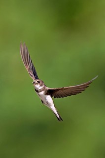 Sand martin (Riparia riparia), in flight with food in its beak, Reussegg nature reserve, Canton