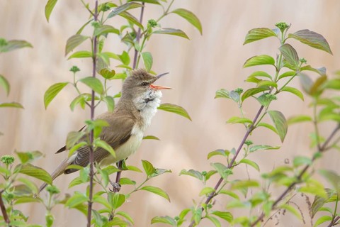 Great Reed Warbler (Acrocephalus arundinaceus) male singing, Saxony, Germany
