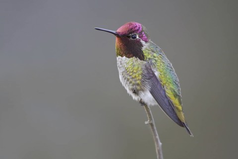 Anna's Hummingbird (Calypte anna), British Columbia, Canada