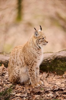 Eurasian lynx (Lynx lynx) sitting in a forest, Bavaria, Germany