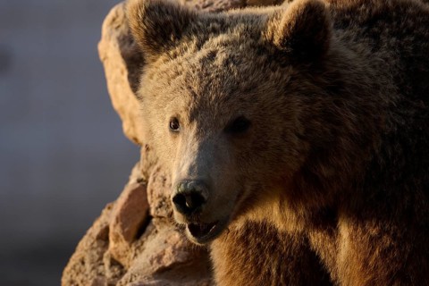 A brown bear is captured in a close up shot, standing against rocky terrain. The bears fur is
