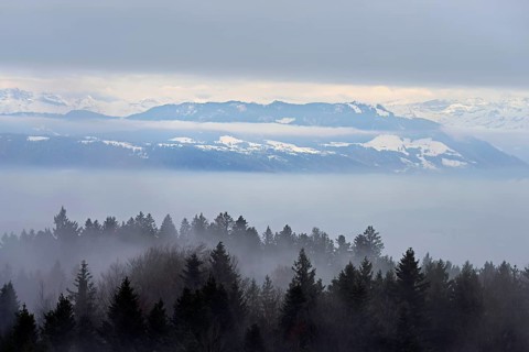 Forest in fog, snow-covered Alps behind, Beinwil, Freiamt, Horben, Lindenberg, Aargau Canton,